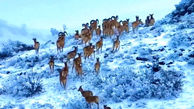 فیلم باورنکردنی از گله گوزن های وحشی در پارک ملی گلستان / امروز ثبت شد