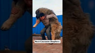 فیلم/ 7 نژاد سگ شجاعی که با حیوانات وحشی می جنگند!