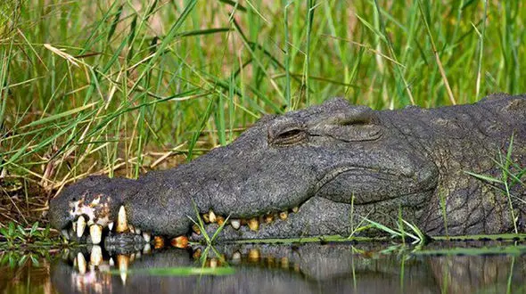 زن جوان را تمساح غول پیکر خورد ! + عکس
