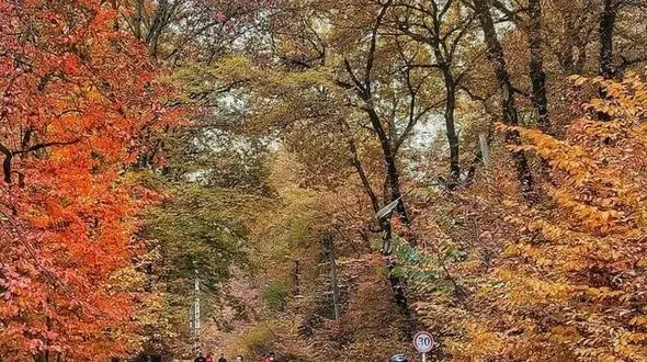 کم توجهی به حقوق شهروندی در پارک جنگلی النگدره / موتورسیکلت ها و سگ ها آرامش را از مردم گرفته اند