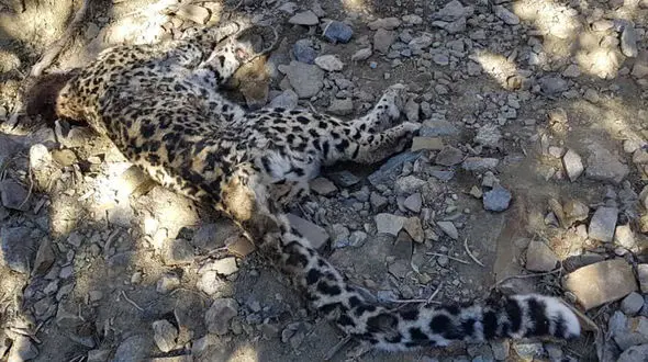 عکس لاشه پلنگ ایرانی در خاییز + علت مرگ و عکس