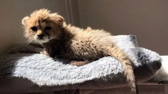 آخرین وضعیت "پیروز" تنها یادگار "ایران" و "فیروز" / آیا توله یوزپلنگ ایرانی زنده می ماند؟ 