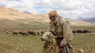 فیلم/ خلاقیت منحصربفرد چوپان برای کنترل گوسفندانش از راه دور حماسه آفرید / این فیلم وایرال شد