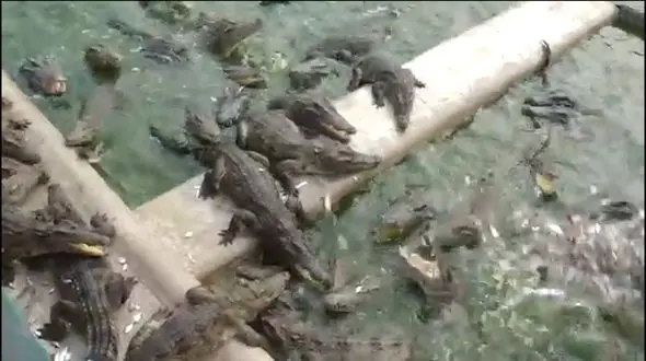 فیلم لحظه هولناک غذا دادن به تمساح های گرسنه + عکس