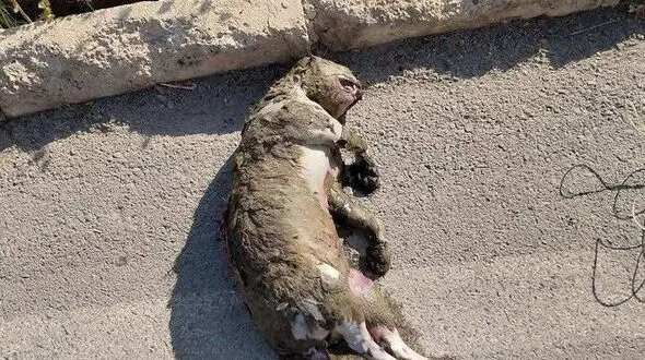 تلف شدن توله‌ پلنگ در کانال آب نیروگاه سی‌ سخت