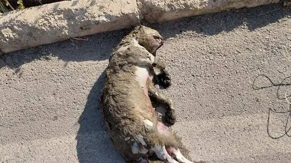 تلف شدن توله‌ پلنگ در کانال آب نیروگاه سی‌ سخت