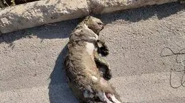 تلف شدن توله‌ پلنگ در کانال آب نیروگاه سی‌ سخت