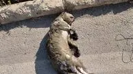 تلف شدن توله‌ پلنگ در کانال آب نیروگاه سی‌ سخت