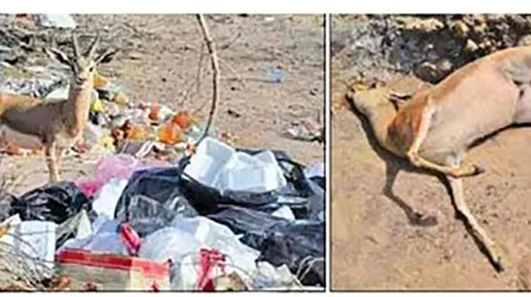  زباله توریست‌ها، آهوان جزیره سرخ را خفه کرد