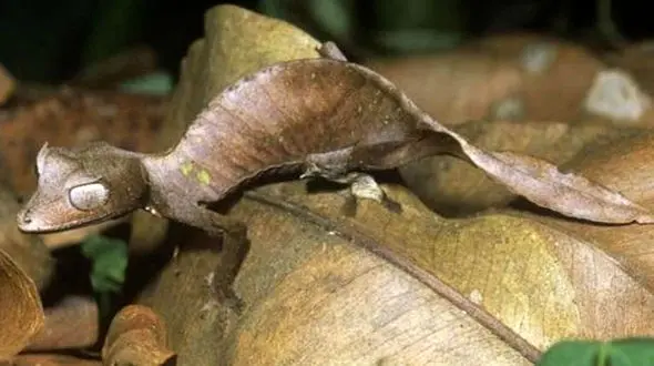 فیلم مارمولک دم برگی/ استاد استتار