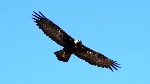 پرواز بی‌ نظیر عقاب طلایی: حیرت‌ انگیزترین تصاویر طبیعت فارس + فیلم