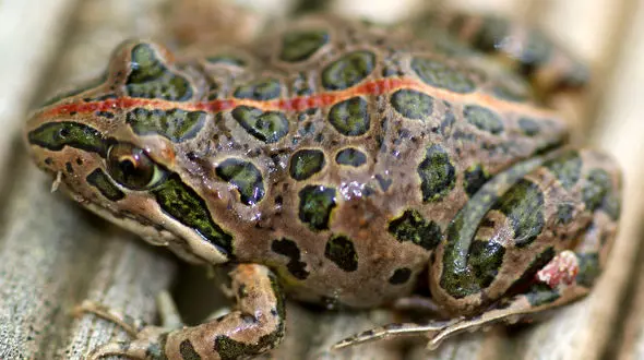 اشتغالزایی با پرورش قورباغه صادراتی در ایران ! + صوت