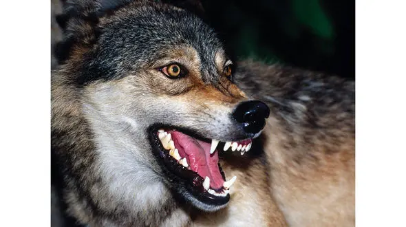 حمله گرگ های گرسنه به یزد / همه در شهر می ترسند