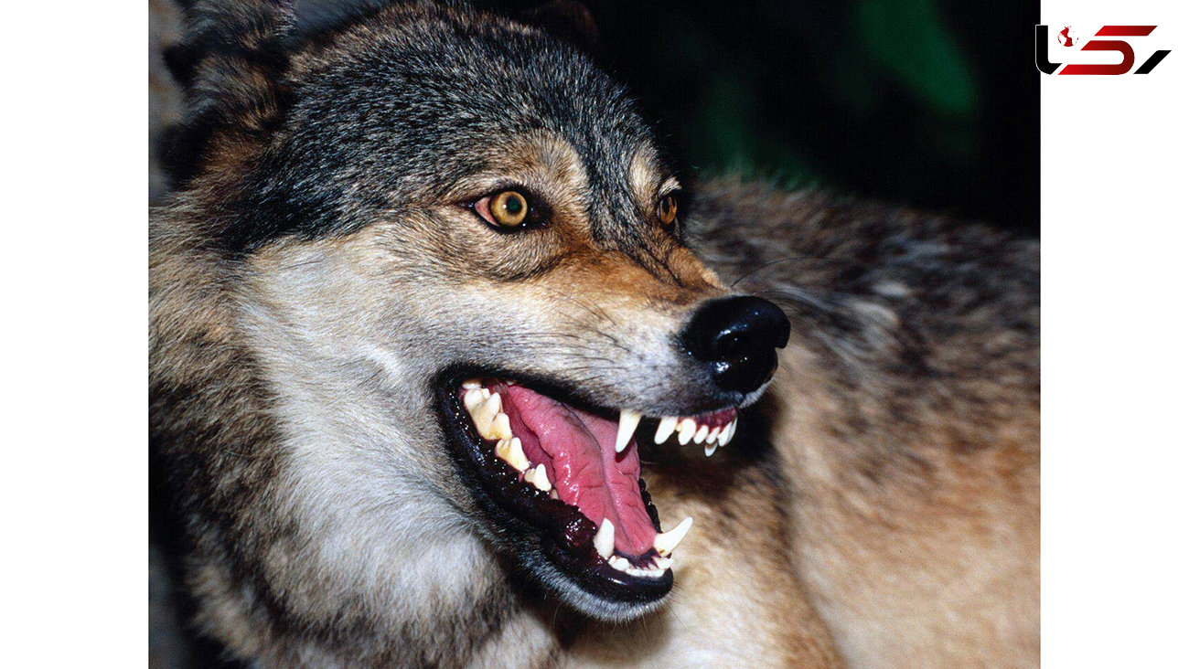 حمله خونین گرگ های گرسنه به چالدران / شهر در وحشت 