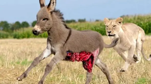 فیلم /  مستند حیات وحش حیوانات/ راز بقا، این داستان: نبرد نفس‌گیر شیر و اُلاغ