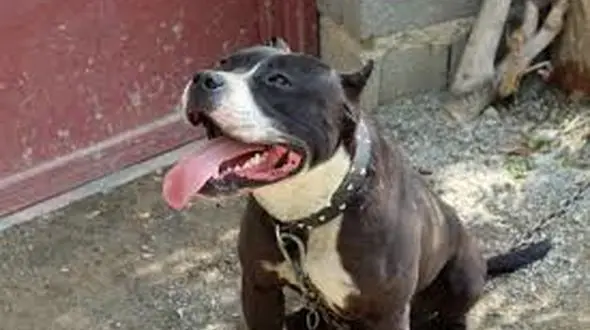  خورده شدن دختر 6 ساله توسط سگ ها در رفسنجان + جزییات