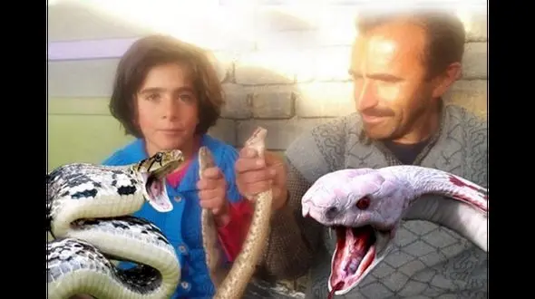 فیلم خطرناکترین خانه جهان ! / 1000 مار سمی فقط در یک خانه !