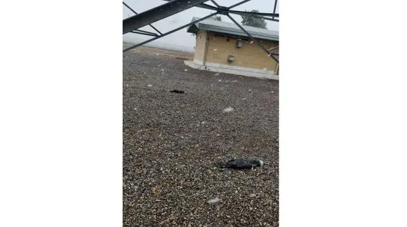 مرگ ده ها پرنده مهاجر در کرمان/پرندگان به یک دکل مخابراتی پناه برده‌اند/ محیط زیست: کاری نمی توانیم بکنیم! + فیلم