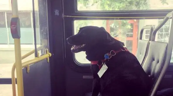 سگی که خودش با اتوبوس به پارک می رود!
