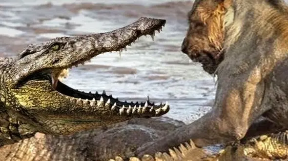 جدال طبیعت و عشق بی‌پایان یک مادر!