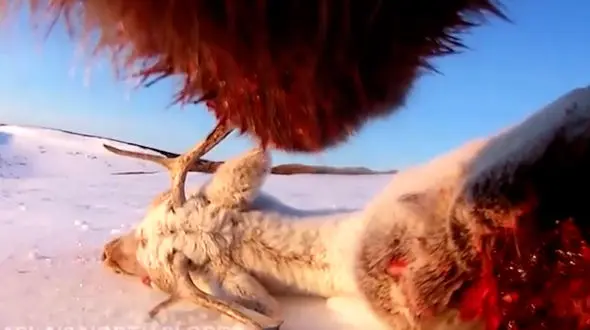 فیلم تصاویر نادر از زندگی خرس های خاکستری آلاسکا