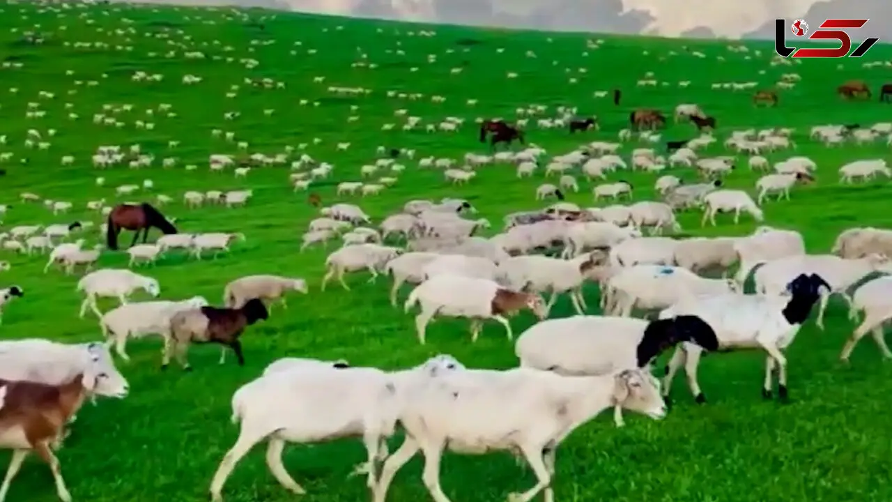 فیلم مراتع سرسبز مغولستان و گله‌های گوسفند