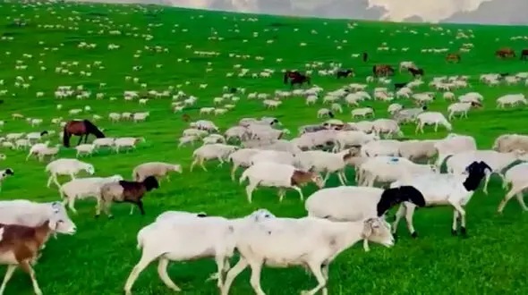فیلم مراتع سرسبز مغولستان و گله‌های گوسفند