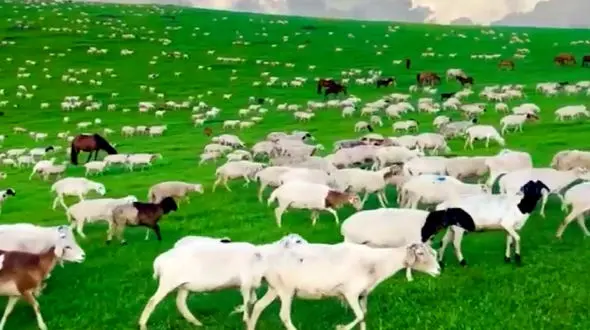 فیلم مراتع سرسبز مغولستان و گله‌های گوسفند