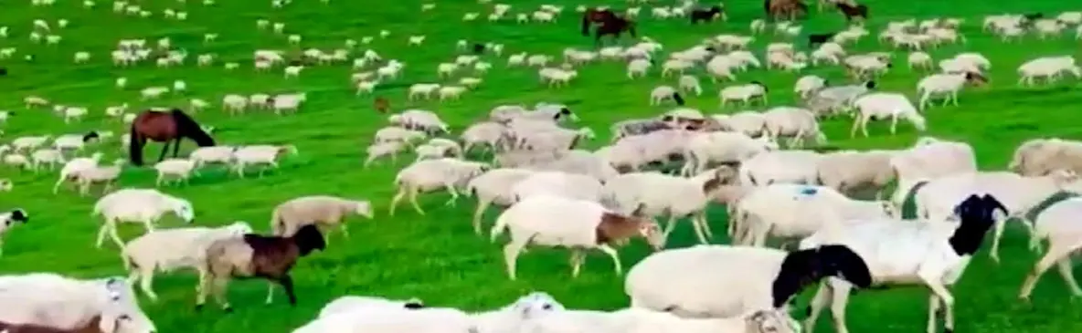 فیلم مراتع سرسبز مغولستان و گله‌های گوسفند