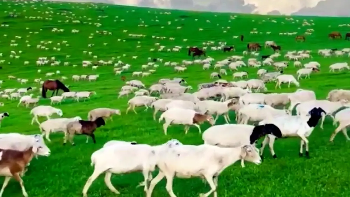 فیلم مراتع سرسبز مغولستان و گله‌های گوسفند