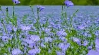 معرفی دو جای دیدنی