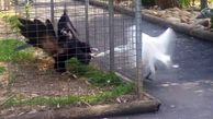 حمله زیرکانه عقاب به لک لک از داخل قفسی در باغ وحش + فیلم