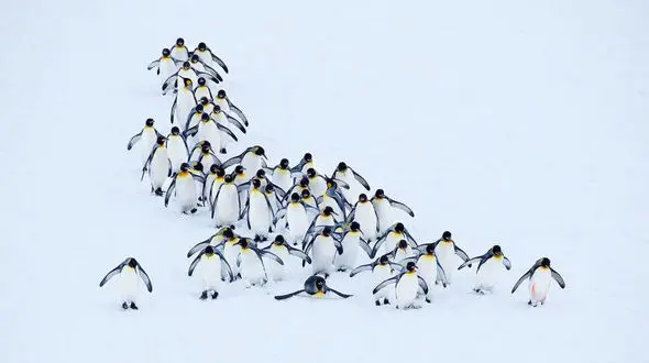  رژه دیدنی و شگفت انگیز پنگوئن‌ها +عکس 