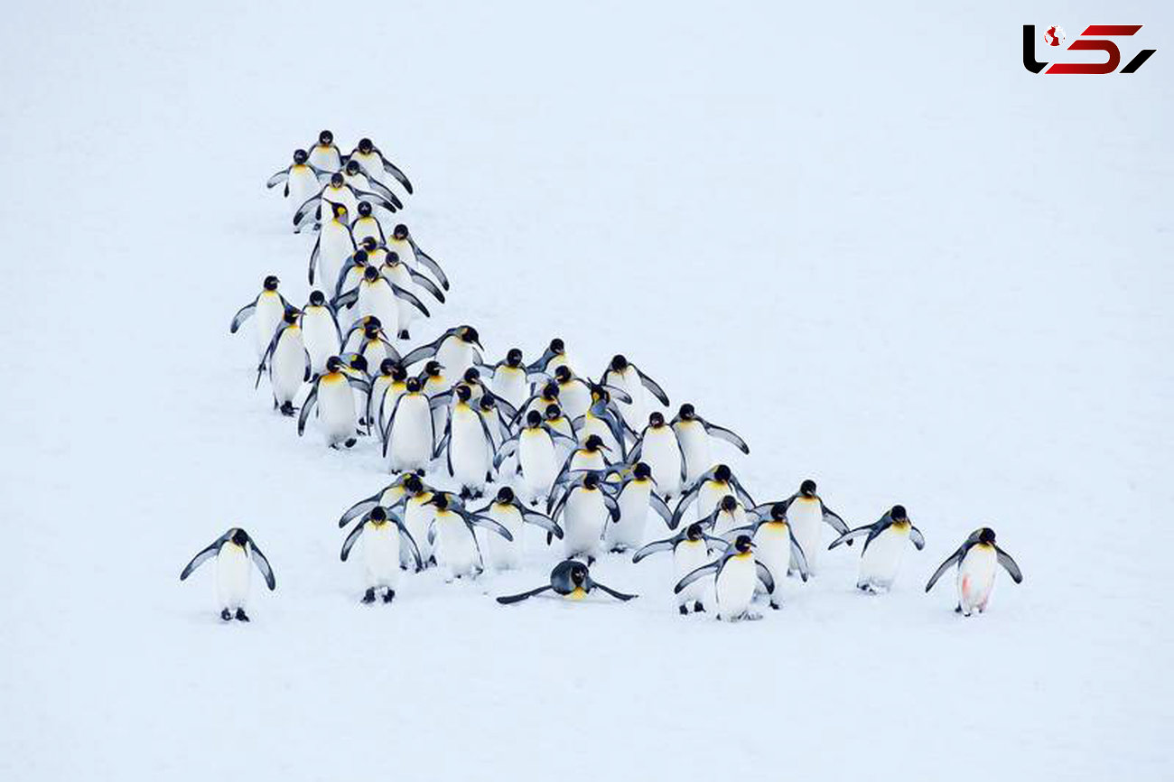  رژه دیدنی و شگفت انگیز پنگوئن‌ها +عکس 