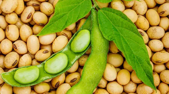 7 درمان خانگی کم پشتی مو