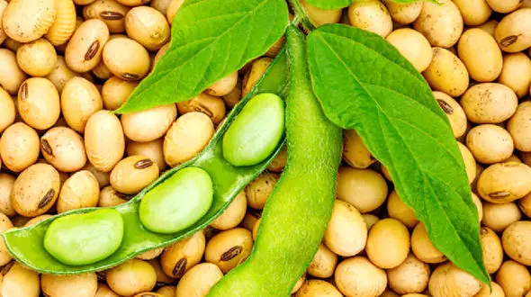 7 درمان خانگی کم پشتی مو