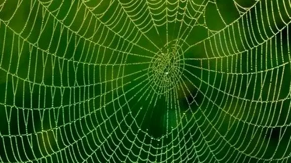 ساخت لباس ضدگلوله از جنس تار عنکبوت برای سربازان