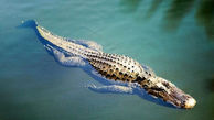 مخزن گچ کانیون در تگزاس مرکزی غربی ترین زیستگاه تمساح آمریکایی + فیلم 