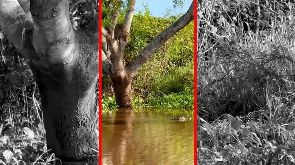 فیلم شیرجه مرگبار جگوار روی کایمن