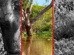 فیلم شیرجه مرگبار جگوار روی کایمن