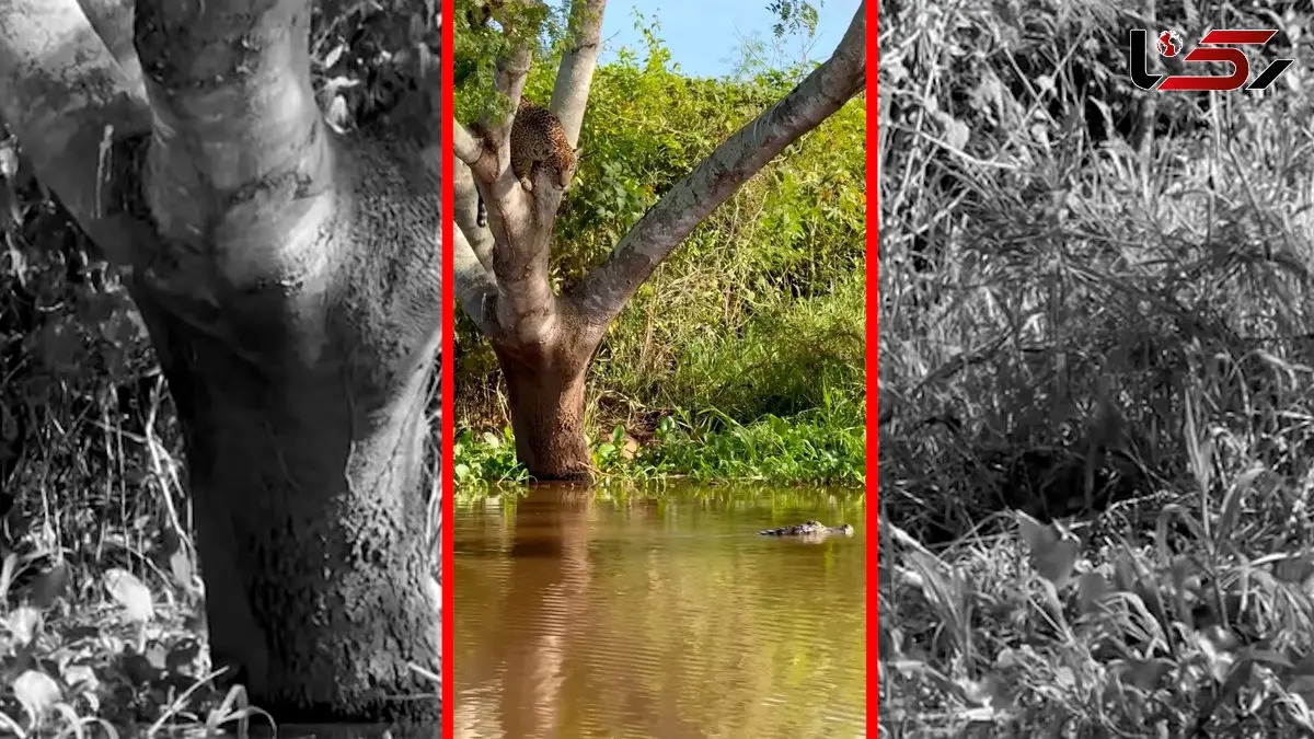 فیلم شیرجه مرگبار جگوار روی کایمن