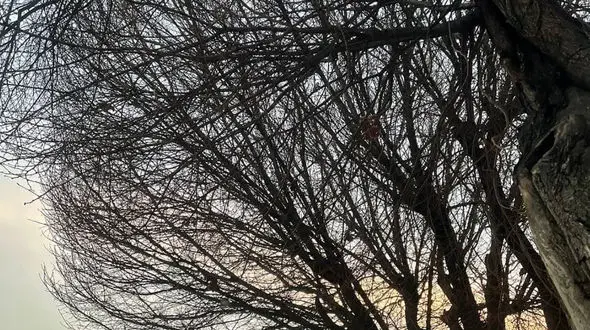 فال روزانه شخصی / 31 فروردین ماه + فیلم