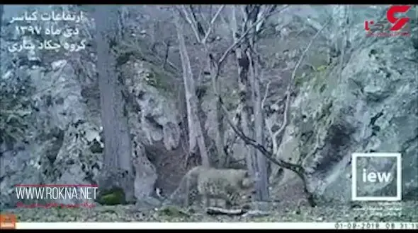پلنگ ایرانی در کیاسر مازندران + فیلم