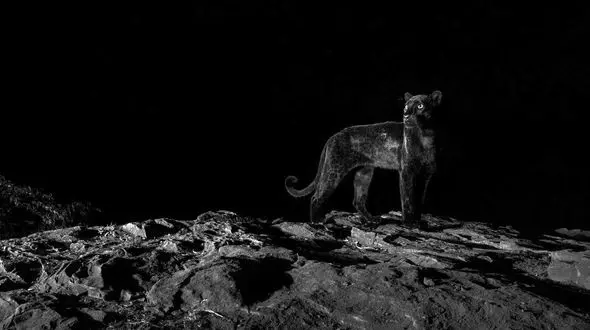 جولان جگوار در سیاهی شب + عکس