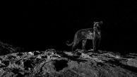 جولان جگوار در سیاهی شب + عکس