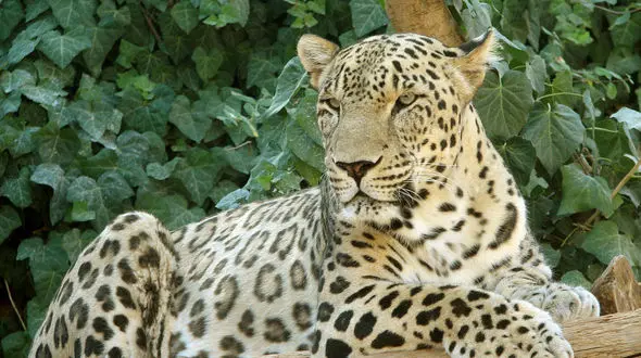 زیباترین تصویر از پلنگ ایرانی دیده نشده در زاوه تربت حیدریه +
فیلم