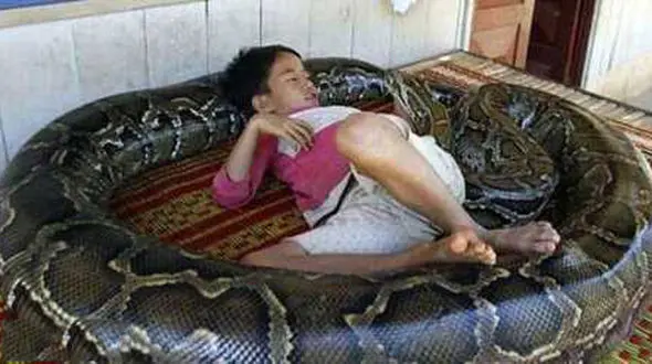 بازی عجیب  و باورنکردنی پسر بچه با مار غول پیکر!+فیلم و عکس