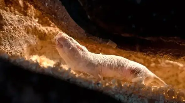 شگفتی طبیعت: چگونه موش‌ های کور برهنه نظافتچی توالت می‌ شوند؟