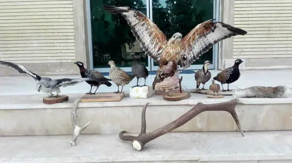 کشف 12 لاشه حیوانات تاکسیدرمی در لرستان + فیلم