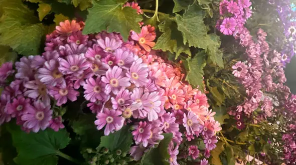 فال ابجد واقعی 24 فروردین + فیلم